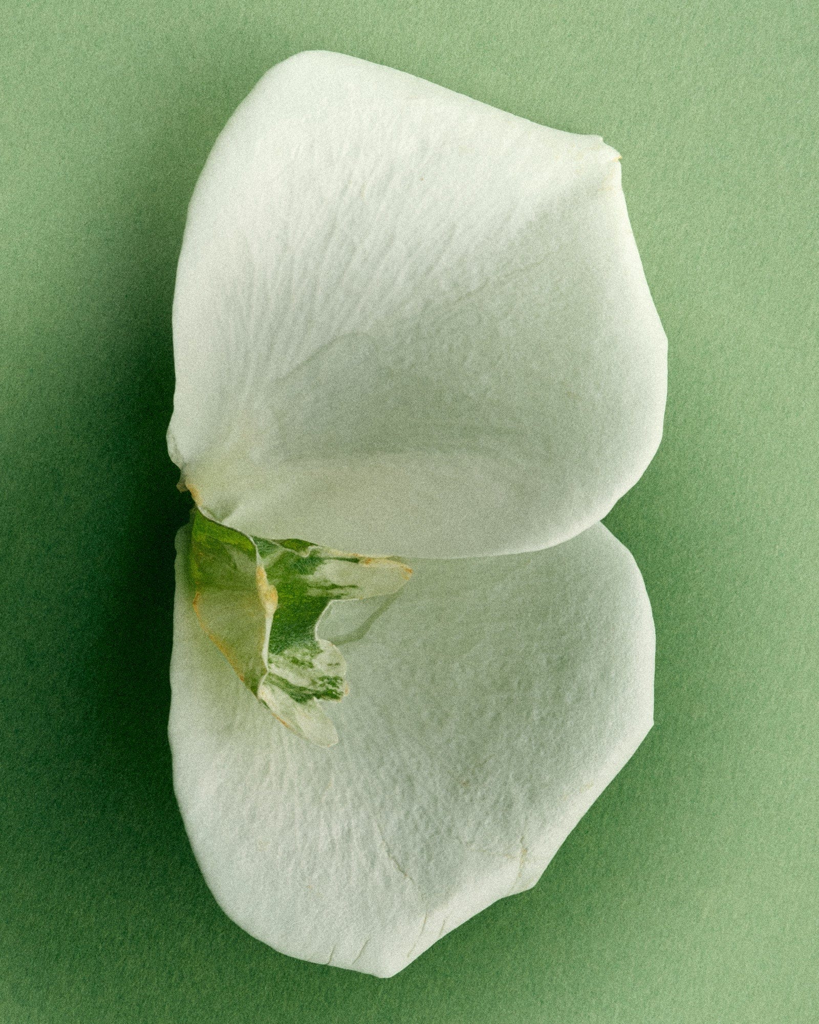 Garden Song - Afbeelding 4