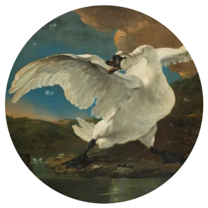 De Bedreigde Zwaan- Johan de Wit – Muurcirkel sticker