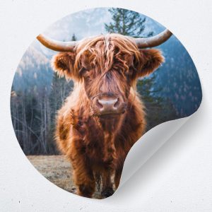 Muurcirkel Schotse hooglander – Zelfklevende behangcirkel