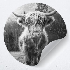 Muurcirkel Schotse hooglander zwart wit – Zelfklevende behangcirkel