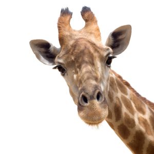 Muursticker giraffe